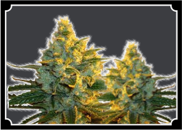 Super Lemon Haze Feminized